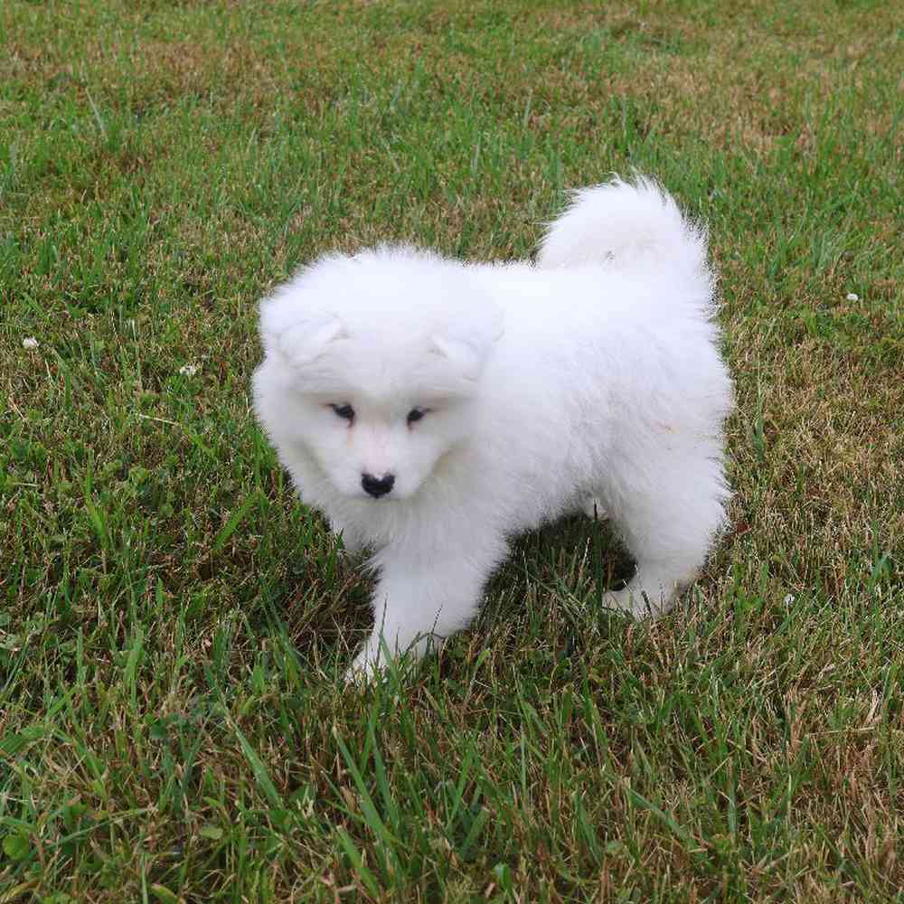 Male Samoyed Puppy for Sale in Millersburg, IN