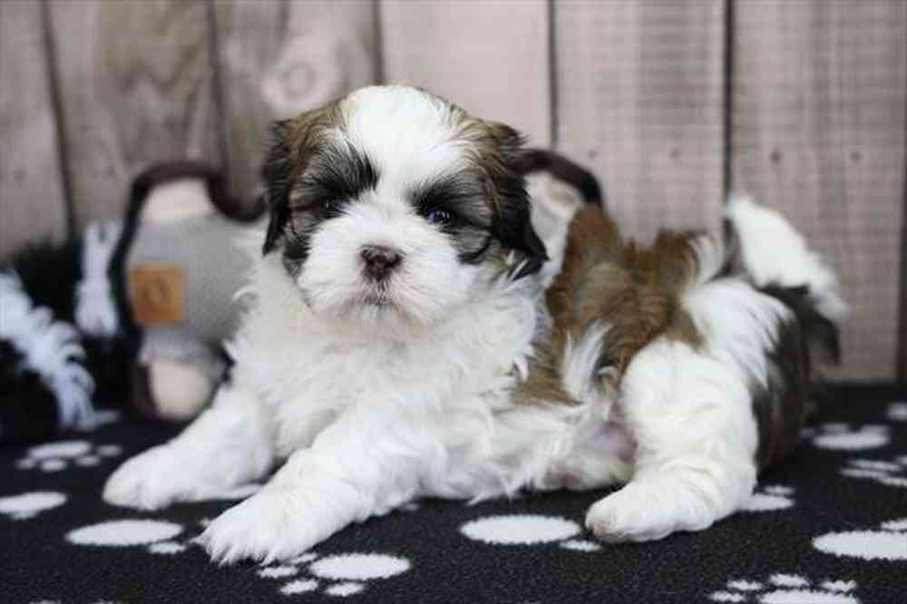 carousel pet images