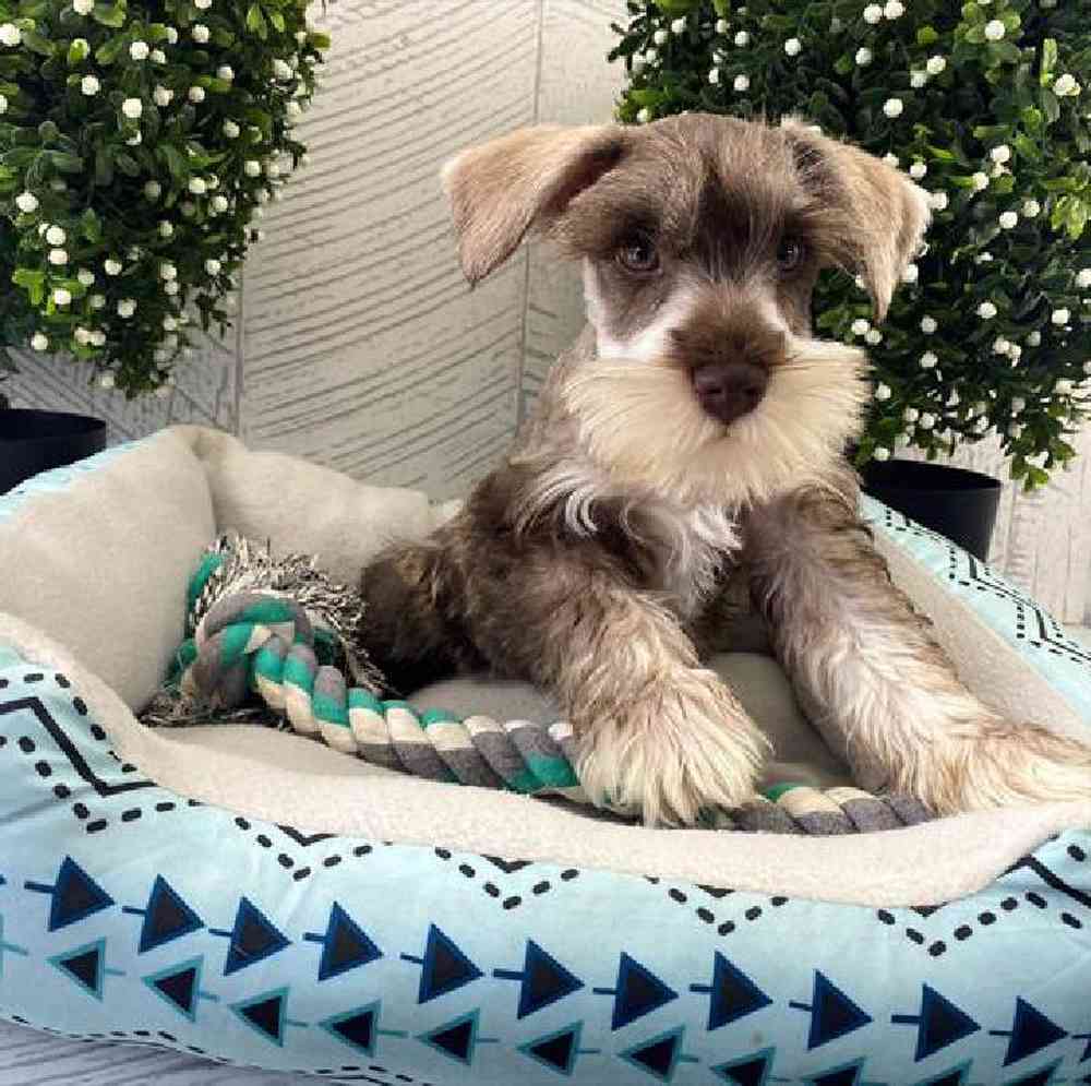 carousel pet images