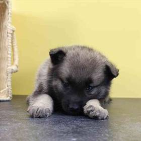 Norwegian Elkhound