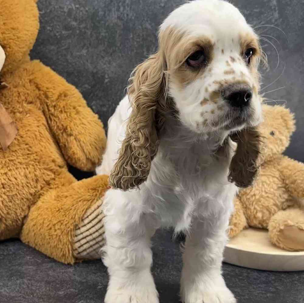 Female Cocker Spaniel Puppy for Sale in Millersburg, IN