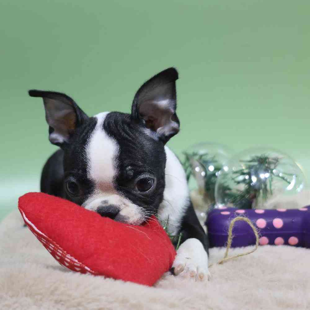 carousel pet images