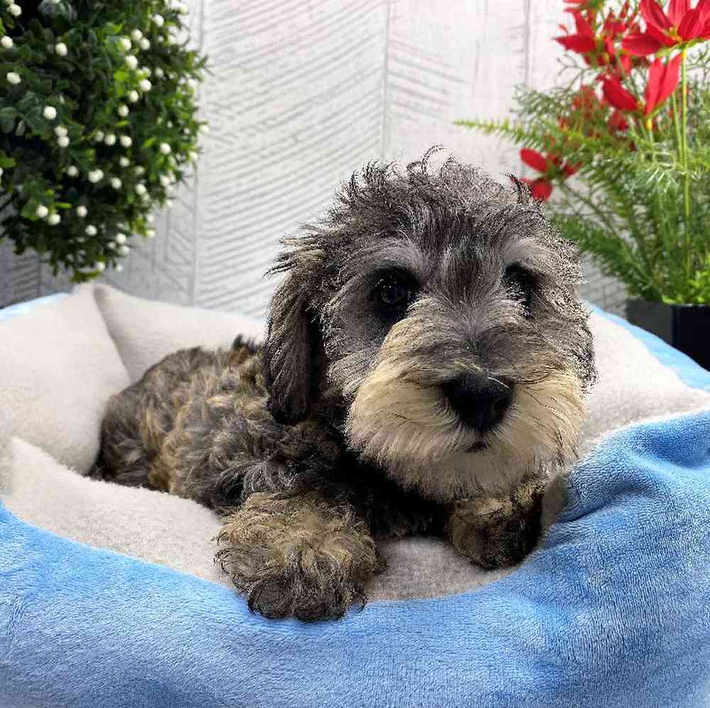 carousel pet images