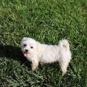 Morkie