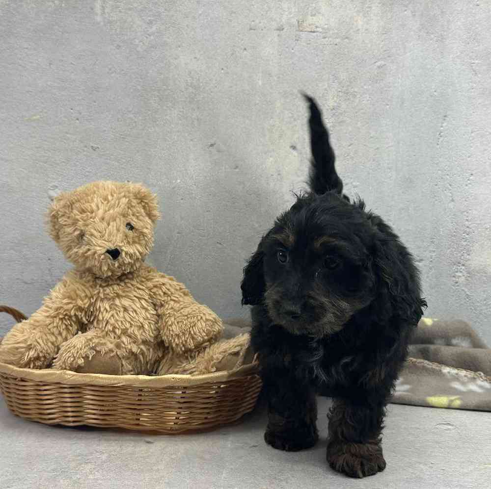 carousel pet images