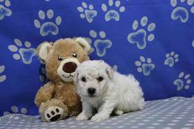 Bichon