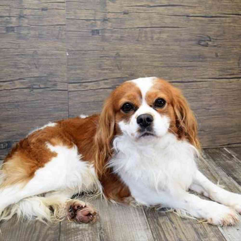 Male Cavalier King Charles Spaniel Puppy for Sale in Millersburg, IN