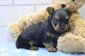 Yorkie