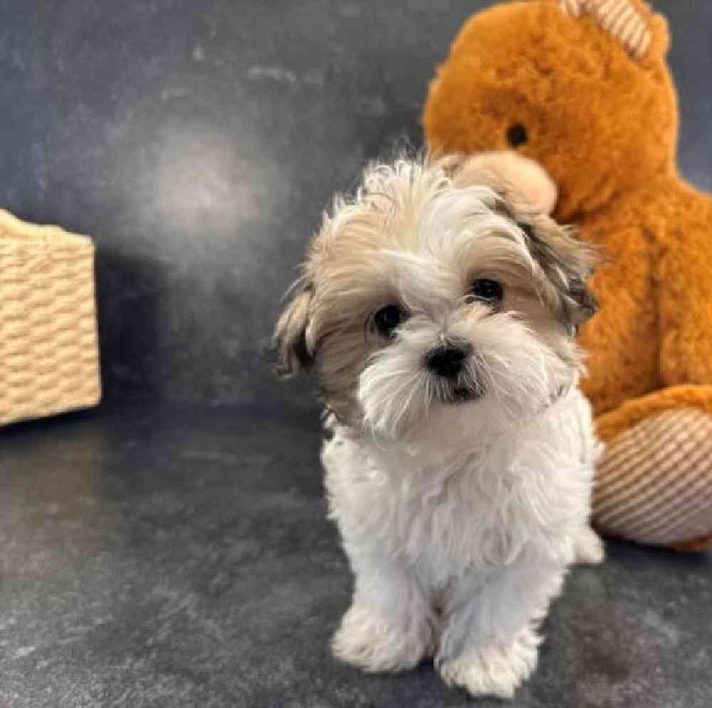 carousel pet images