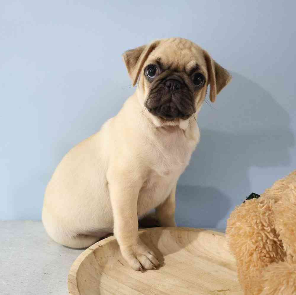 Male Pug Puppy for Sale in Millersburg, IN
