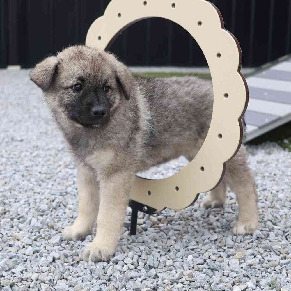 Female Norwegian Elkhound Puppy for Sale in Millersburg, IN