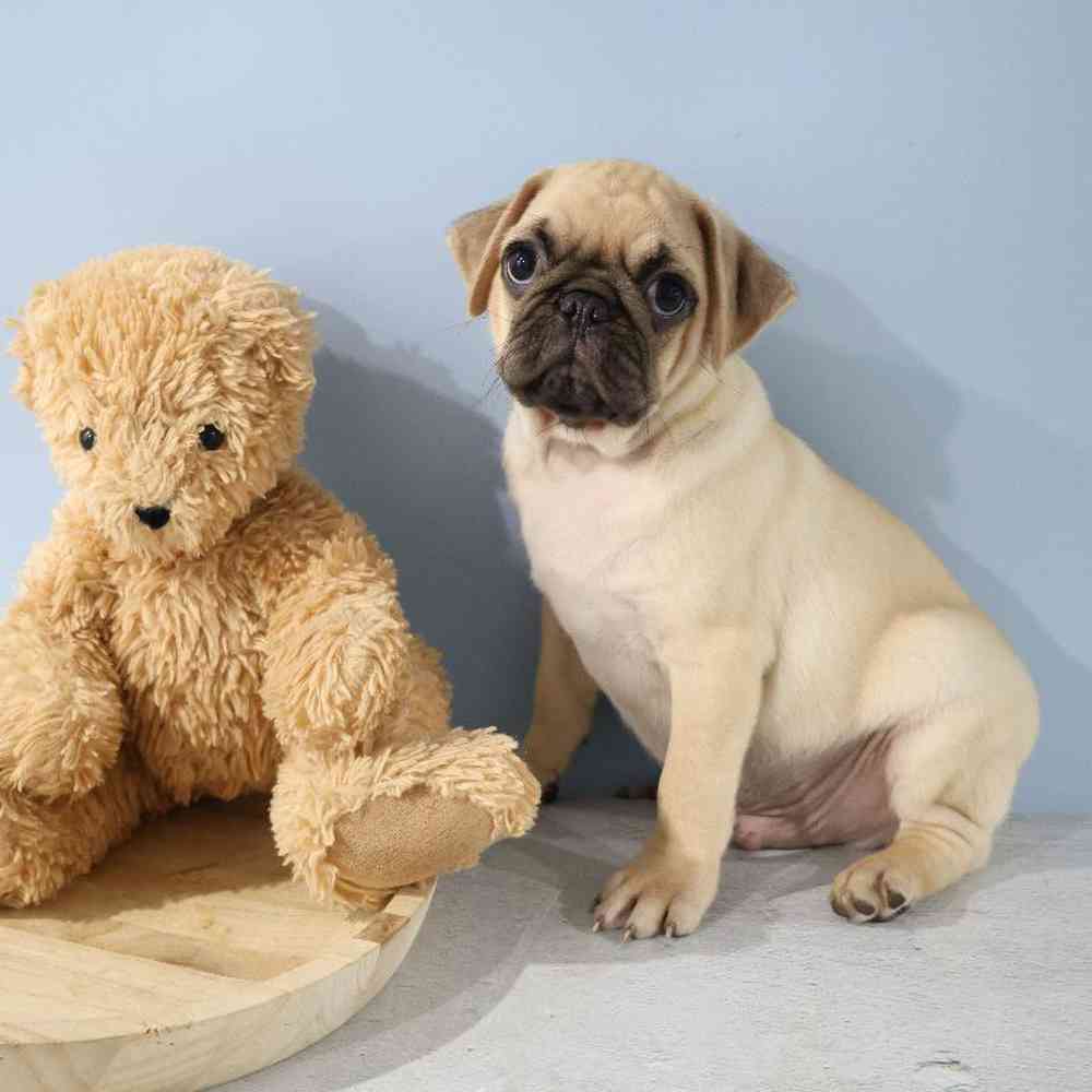 Male Pug Puppy for Sale in Millersburg, IN