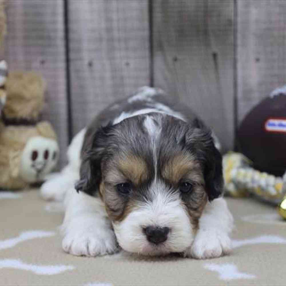 carousel pet images