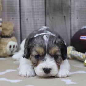 Cavapoo