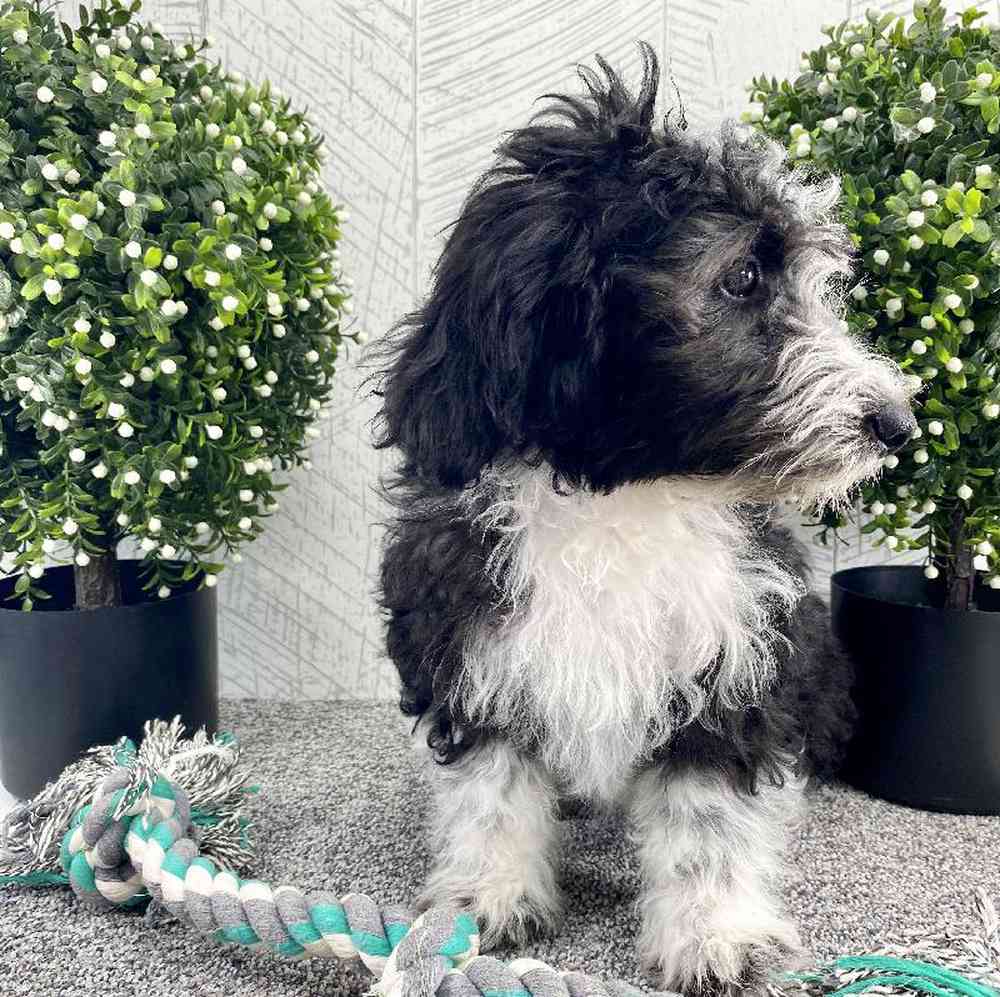 carousel pet images