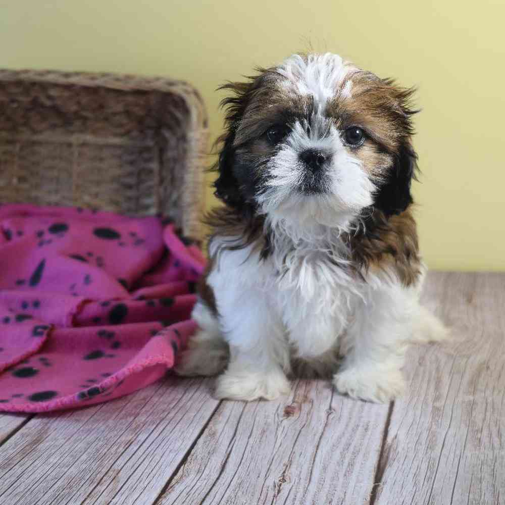 carousel pet images