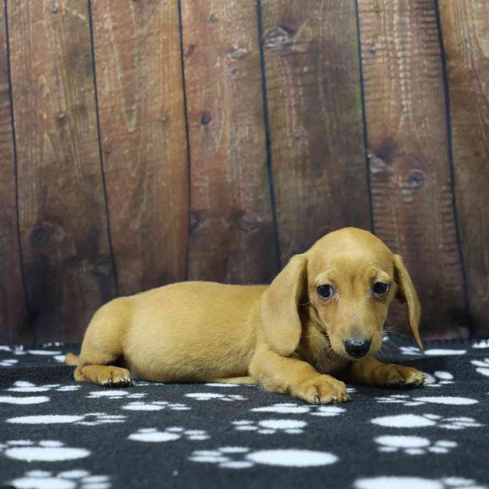 Female Dachshund Puppy for Sale in Millersburg, IN