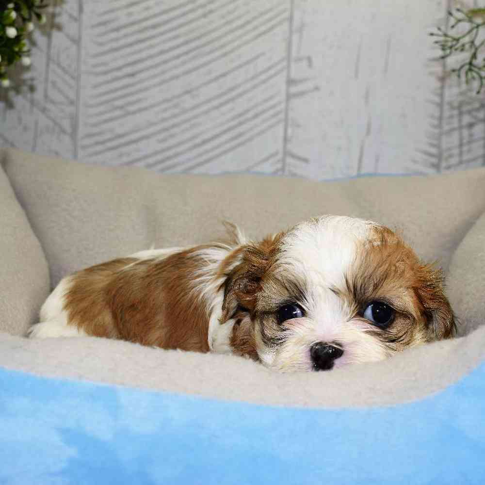Male Shih Tzu Puppy for sale