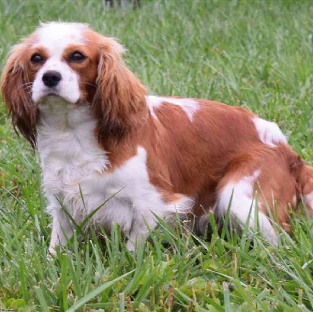 Male Cavalier King Charles Spaniel Puppy for Sale in Millersburg, IN