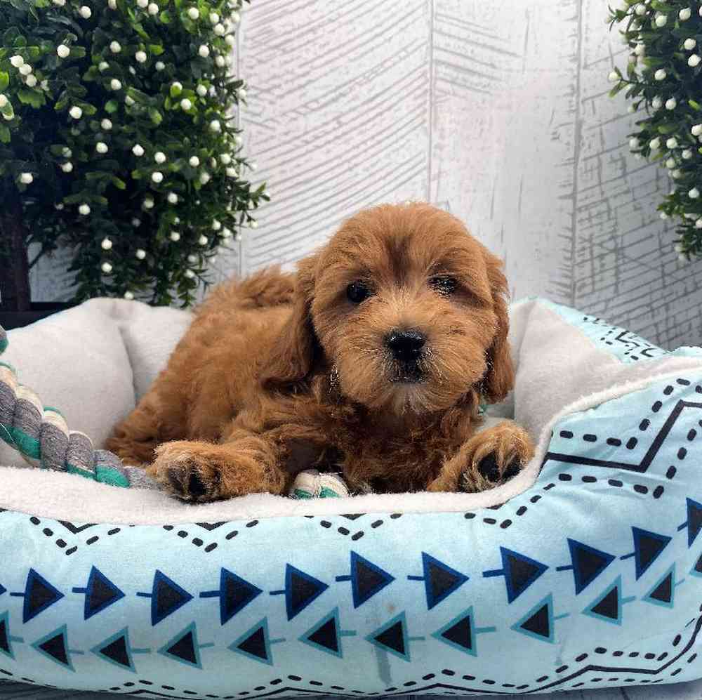 carousel pet images