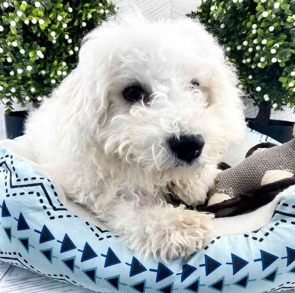 carousel pet images