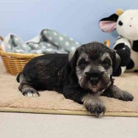Mini Schnauzer