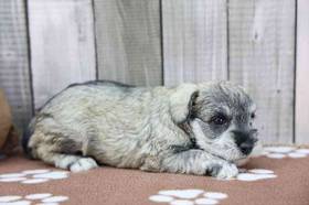 Mini Schnauzer