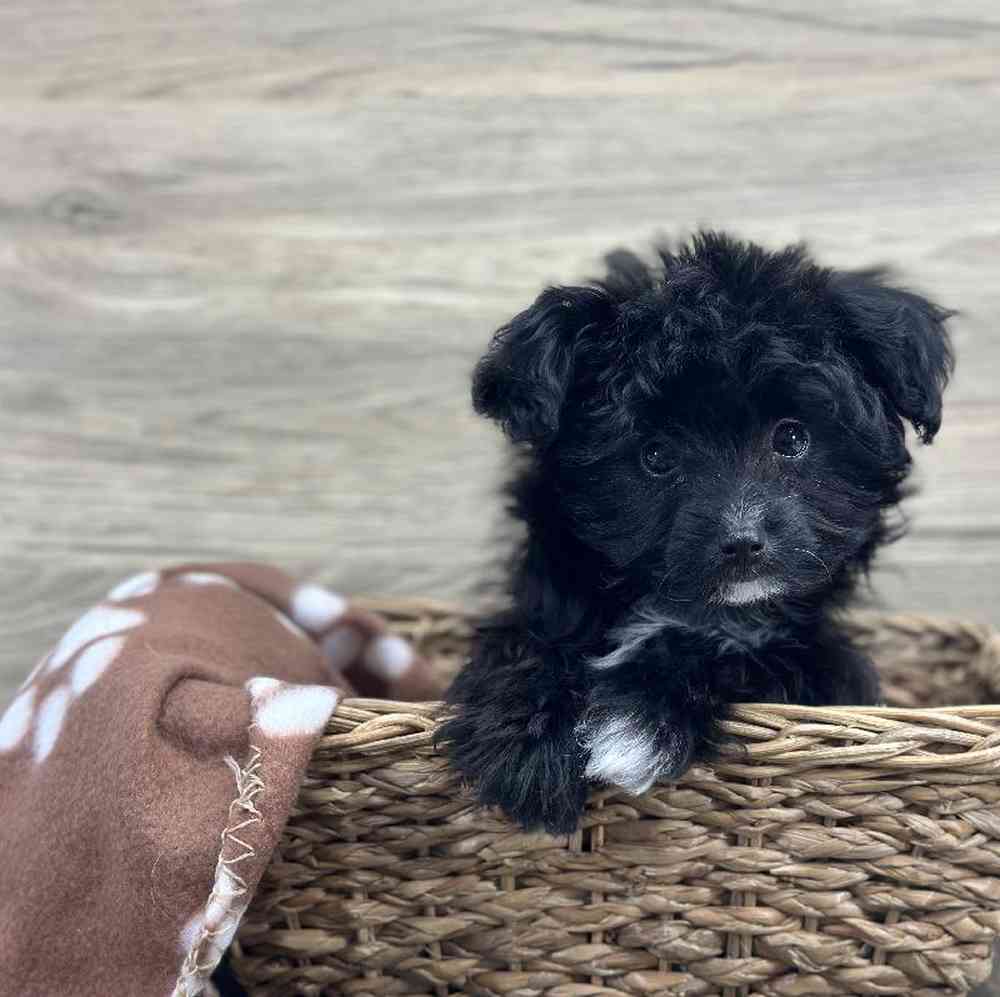 Male Papillon-Toy Poodle Puppy for Sale in Millersburg, IN