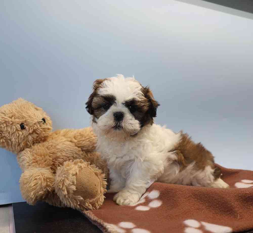 Male Shih Tzu Puppy for Sale in Millersburg, IN