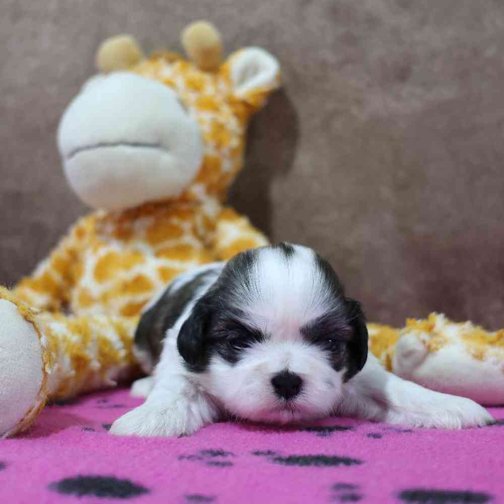 carousel pet images
