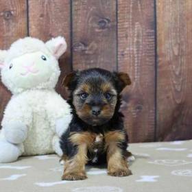 Yorkie