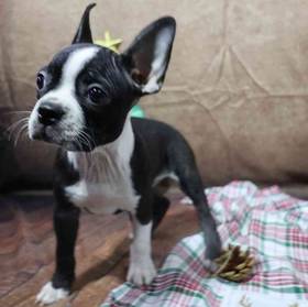 Boston Terrier