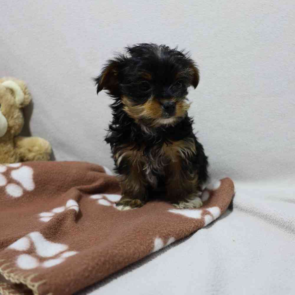 Male Yorkie Puppy for Sale in Millersburg, IN