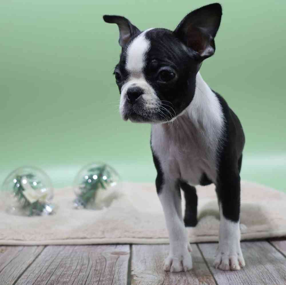carousel pet images