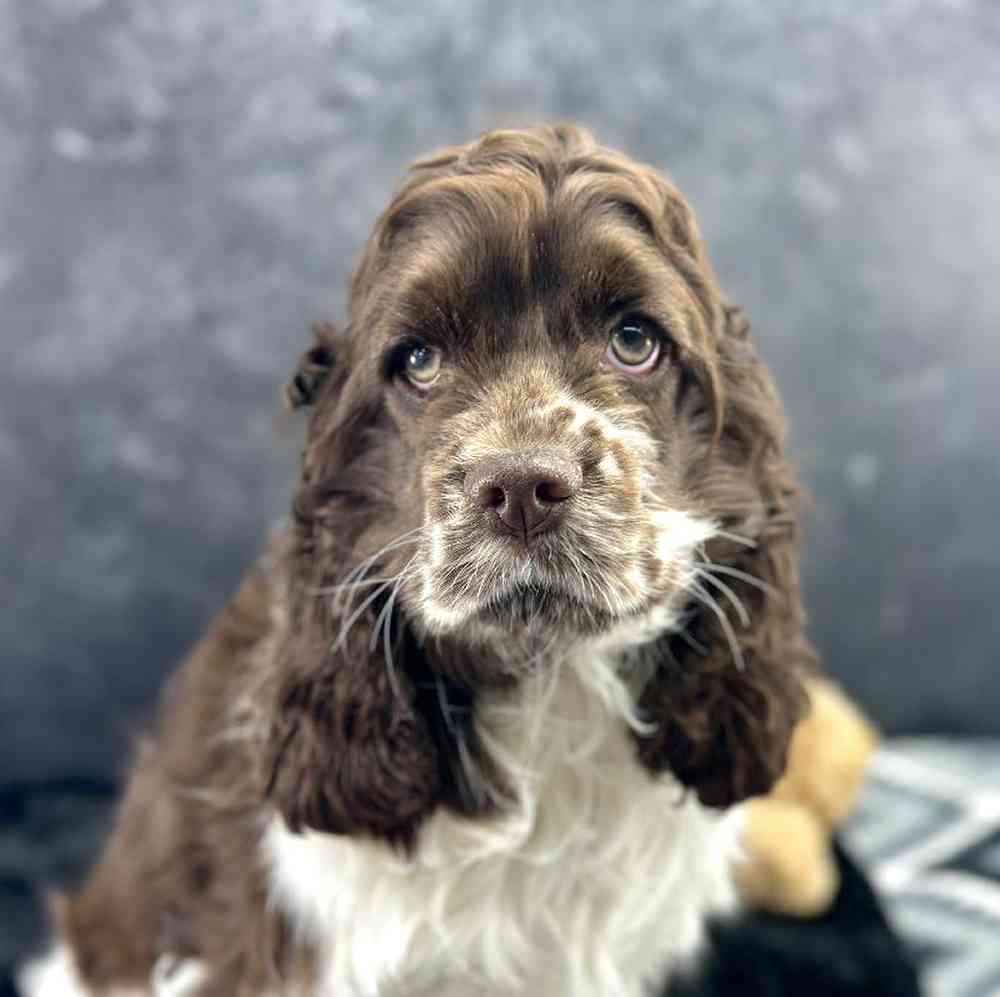 Female Cocker Spaniel Puppy for Sale in Millersburg, IN