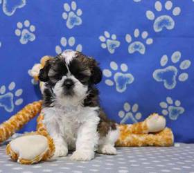 Shih Tzu