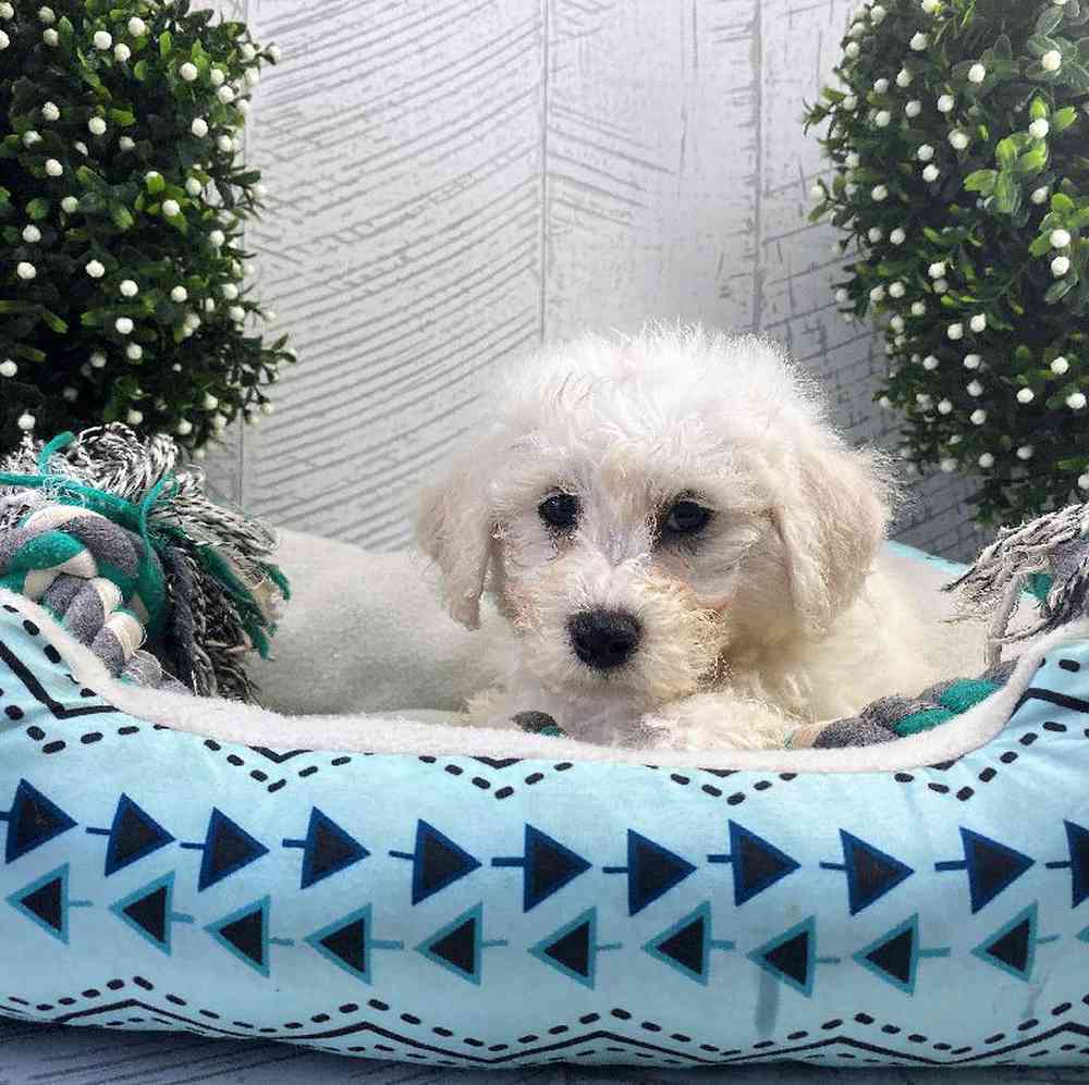 carousel pet images