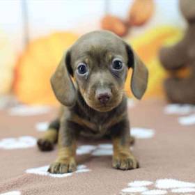 Dachshund