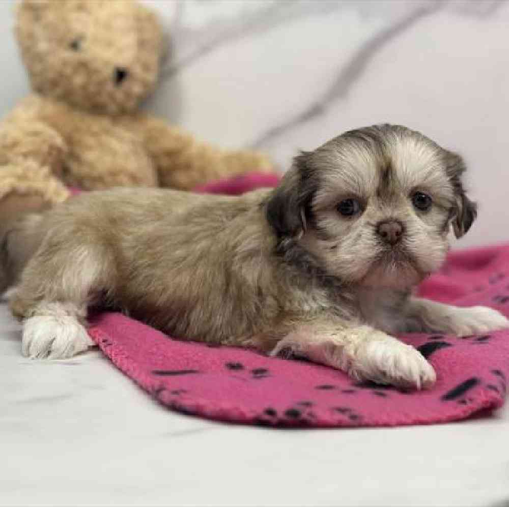 carousel pet images