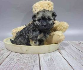 Havanese