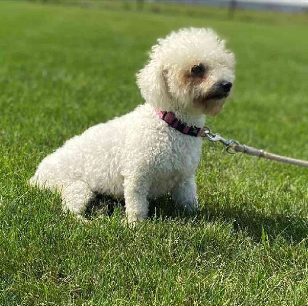 Male Bichon Puppy for Sale in Millersburg, IN