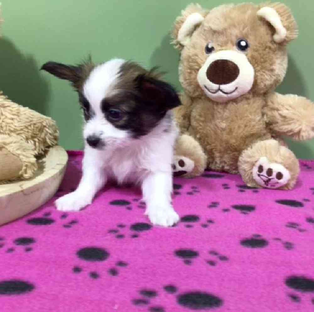 carousel pet images