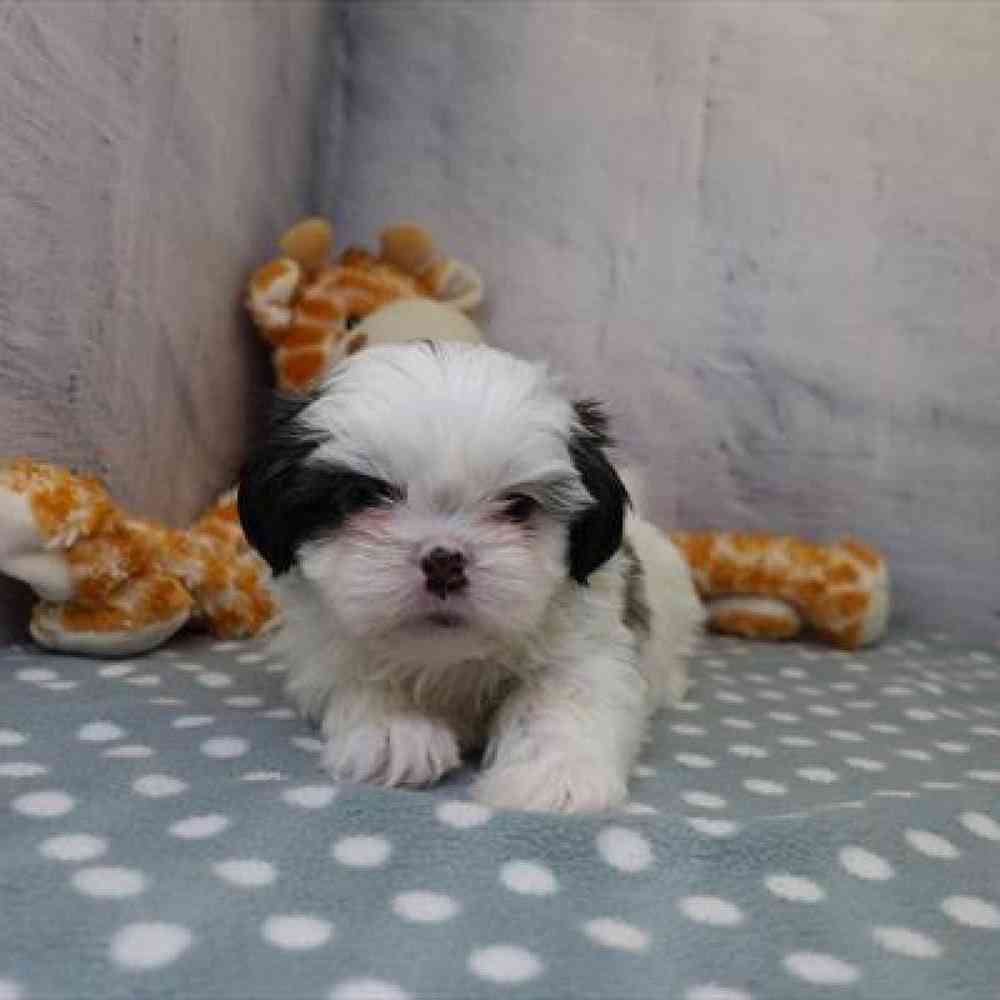 carousel pet images