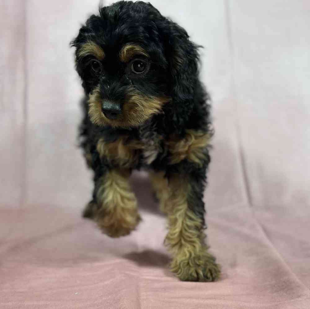 Female Cavapoo Puppy for Sale in Millersburg, IN