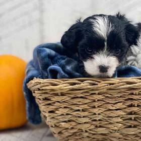 Shichon