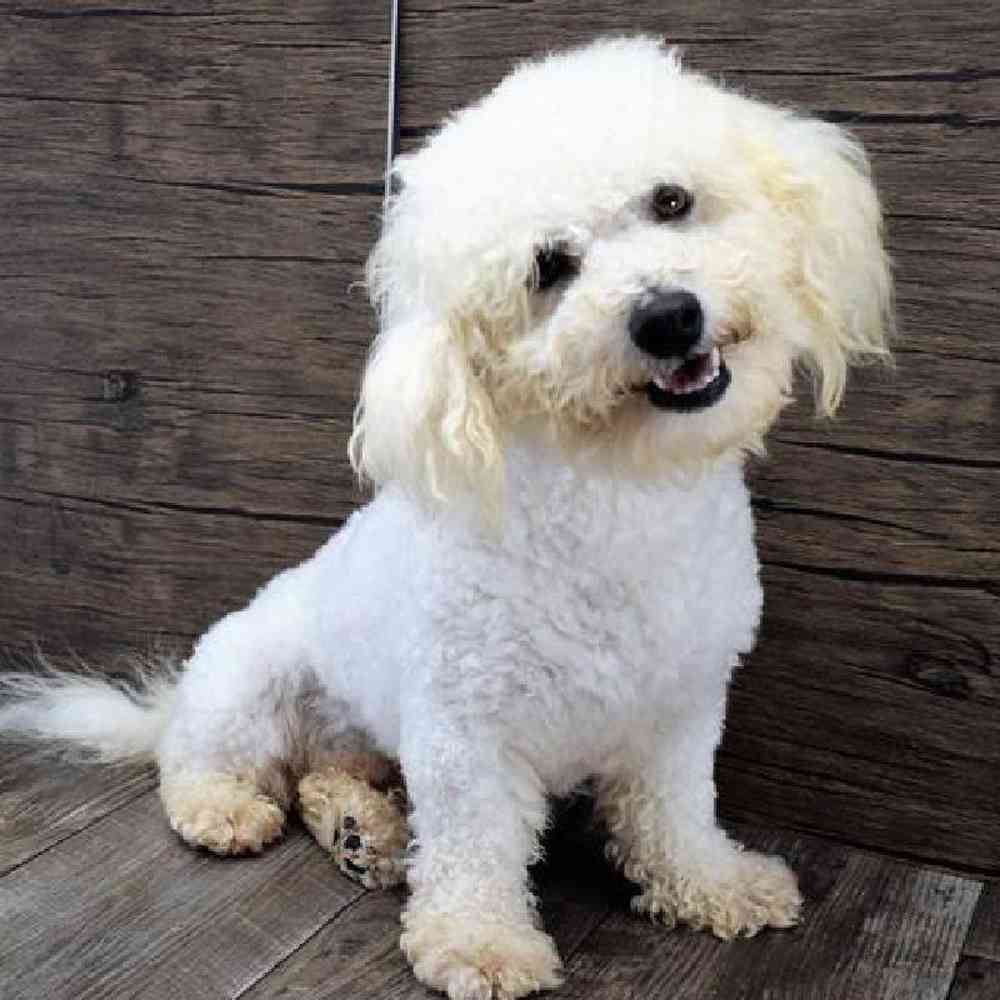 carousel pet images