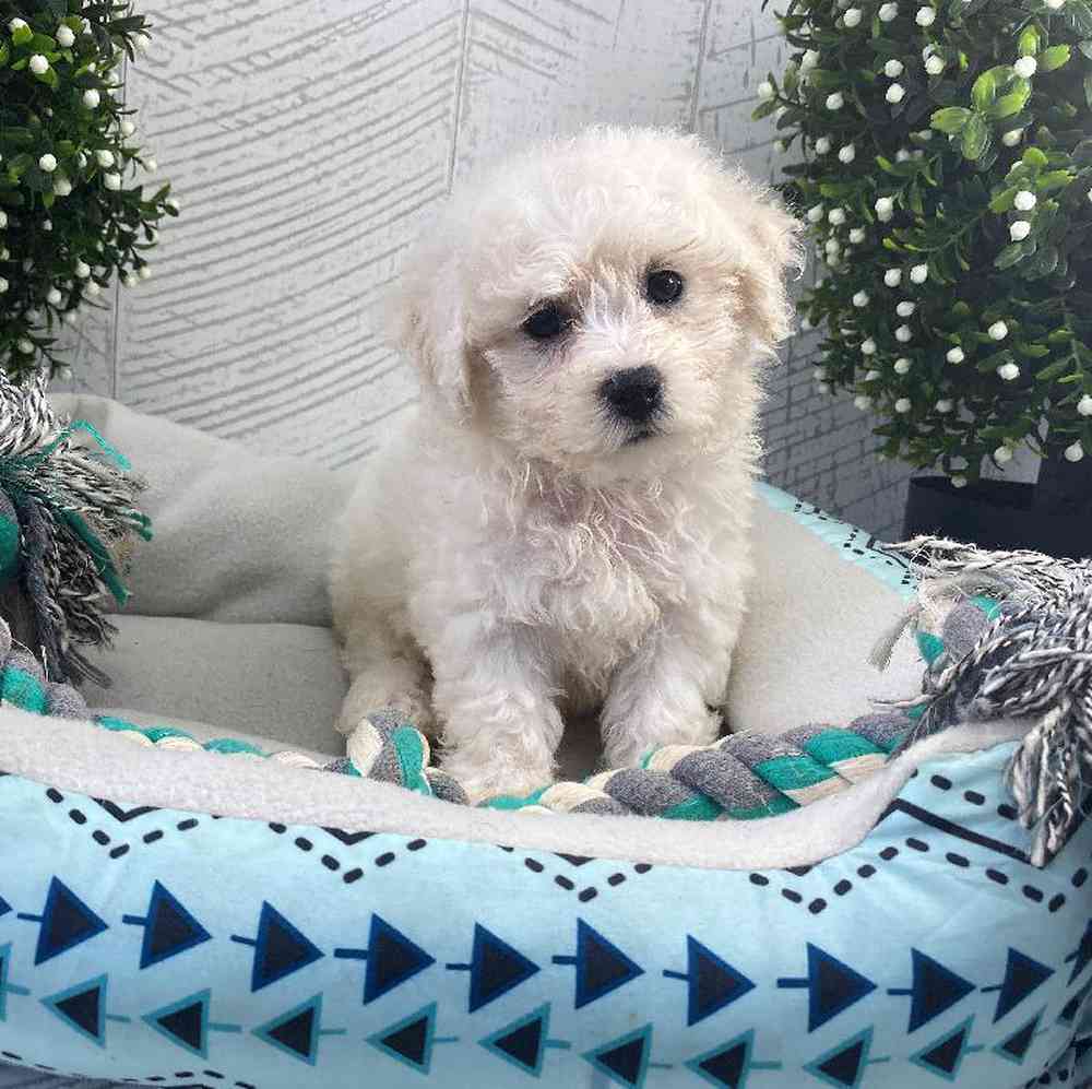 carousel pet images