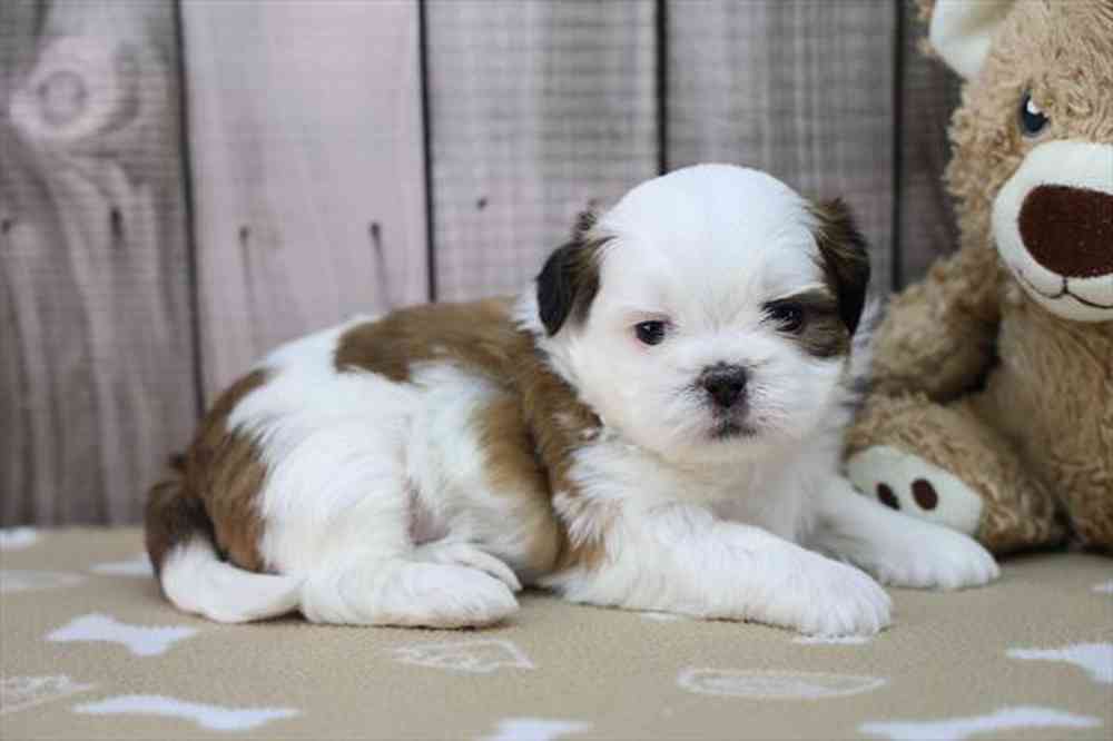 carousel pet images