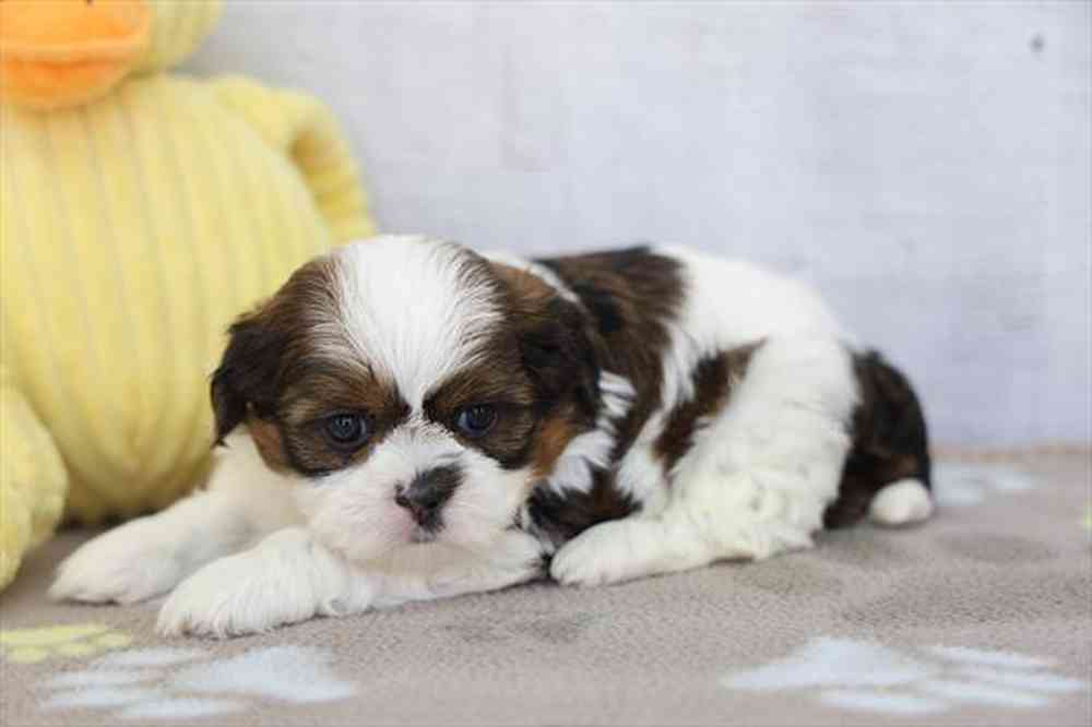 carousel pet images