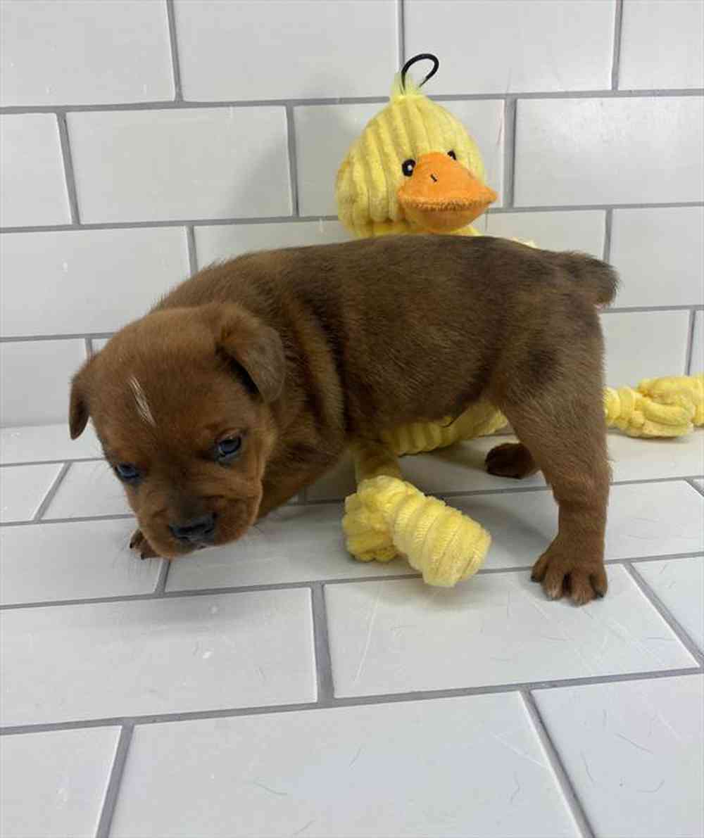 carousel pet images